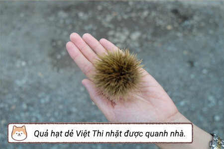 Quả hạt dẻ Việt Thi nhặt được quanh nhà. 